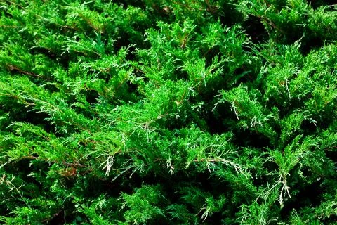The juniper bush close up. Background with juniper branches growing in the park Stock Photos