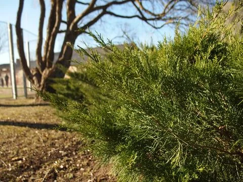 Juniper bush close-up with background trees Stock Photos