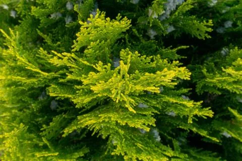 Juniper bush close-up Stock Photos