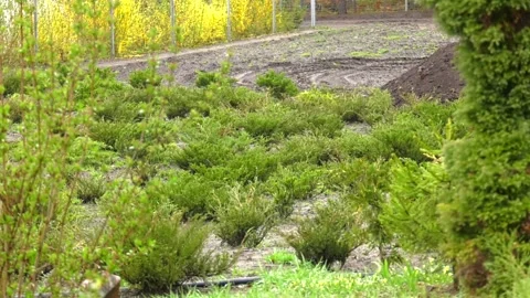 The juniper bush closeup. Stock Footage 110826878