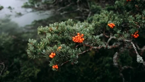 Juniper bush with dense green needles standing in the foreground Stock Footage 314826185
