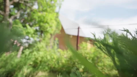 Juniper bush Stock Footage 198328911