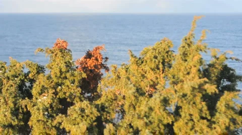 Juniper Bush with Ocean Vidéo 953860