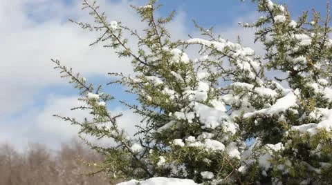 Juniper bush with snow in the wind Stock Footage 22250842