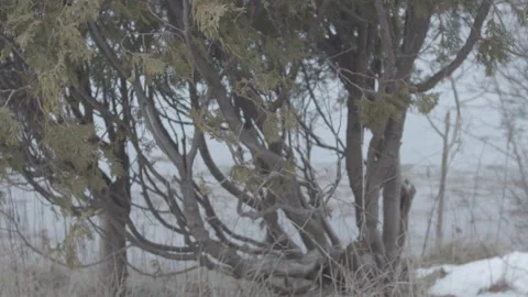 Juniper bush in winter Stock Footage 147758699