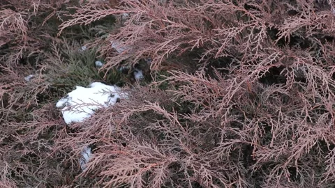Juniper bush in winter. Park greening Stock Footage 168765331