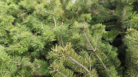 Juniper bushes are spread out on the territory of the park Stock Footage 188744204