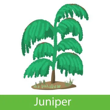 Juniper cartoon icon Stock Illustration