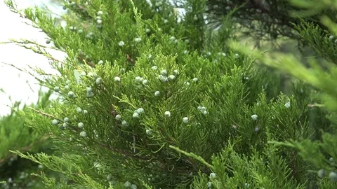 Juniper close up Stock Footage 100065623