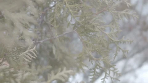 Juniper Close Up Stock Footage 147756321