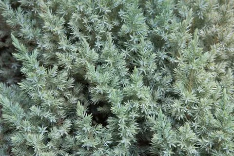 Juniper close-up. Natural pattern and texture. Background. Stockfoto's