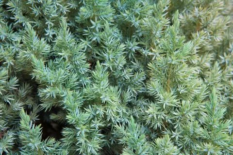 Juniper close-up. Natural pattern and texture. Background. Stockfoto's