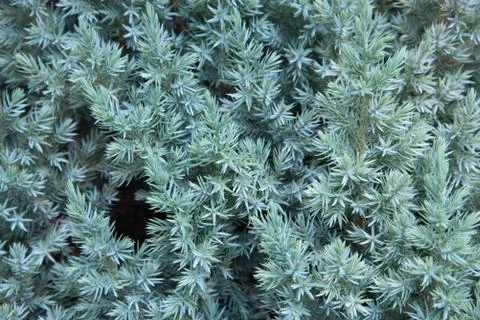 Juniper close-up. Natural pattern and texture. Background. Stockfoto's