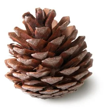 Juniper cone Stock Photos