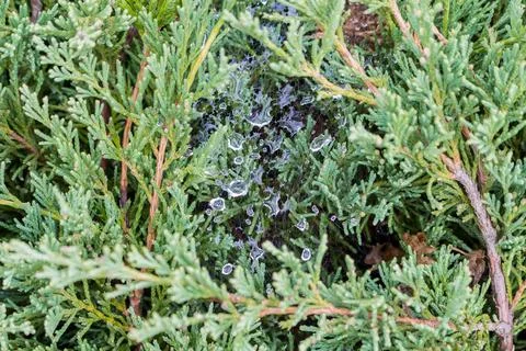 Juniper, entangled in a web of spiders Stock Photos