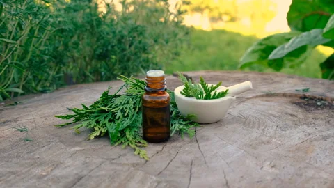 Juniper extract in a bottle. Selective focus. Stock Footage 294306699