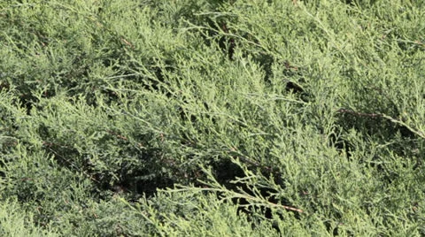 Juniper Stock Footage 26175665