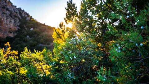 Juniper Video stock 96212333