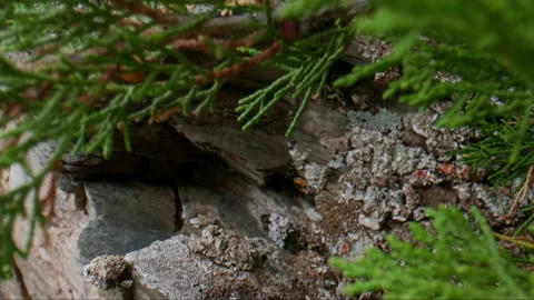 Juniper Stock Footage 199269817
