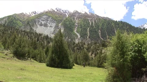 Juniper Forest Stock Footage 55399760