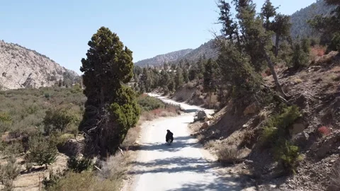 Juniper forest Stock Footage 201909678