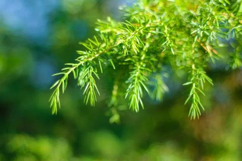 Juniper in the forest. Green background. Background in forest style. Ecological Stock Photos
