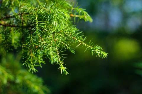 Juniper in the forest. Green background. Background in forest style. Ecological 写真素材