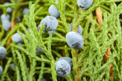Juniper with fruit on a beautiful background close up Stock-Fotos