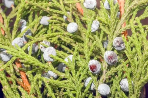 Juniper with fruit on a beautiful background close up 스톡 사진