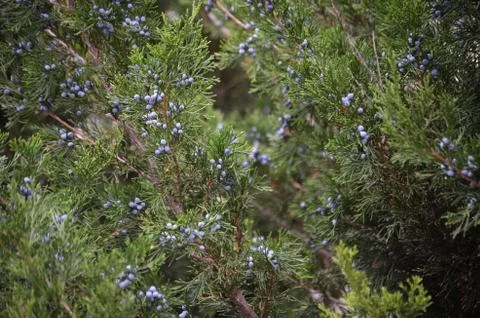 Juniper full with berries Foto stock