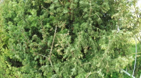 Juniper in garden Stock-Footage 50036049