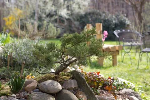 Juniper in garden Stock Photos