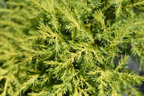 Juniper Gold Star Stock Photos