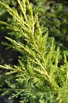 Juniper Gold Star Stock Photos