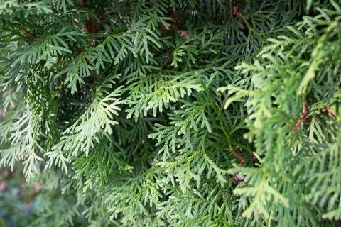 Juniper green vegetable splash background Stock Photos