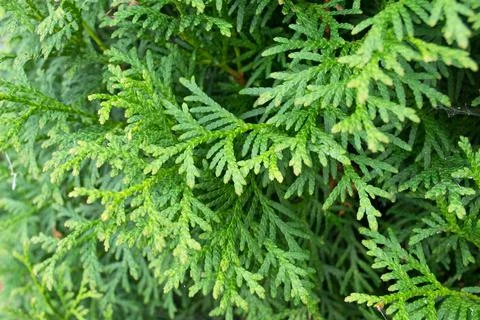 Juniper green vegetable splash background Stock Photos