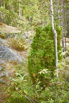 Juniper grows on rocks 写真素材