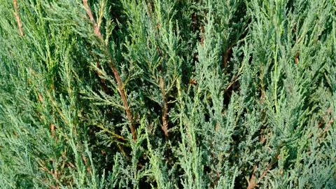 Juniper hedge texture as coniferous natural textured background. Stock Photos