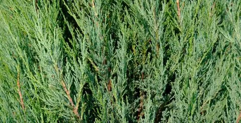 Juniper hedge texture as coniferous natural textured background. Stock Photos