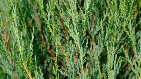 Juniper hedge texture as coniferous natural textured background. Stock Photos