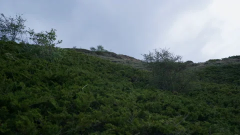 Juniper on the hillside, panorama Stock Footage 221253221