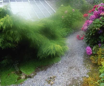 Juniper &amp; Hydrangea, Berkeley Forest, Co Wexford, Ireland Stock-Fotos