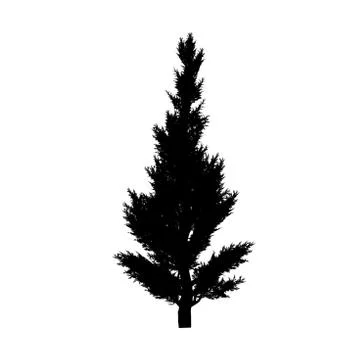 Juniper Ilustração Stock