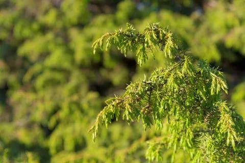 Juniper. Juniperus communis. The branches of a juniper closeup Stock Photos