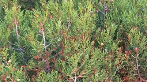 Juniper (Juniperus communis), Female Berry Fruits (Cones) Stock Footage 18188773