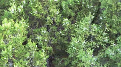 Juniper (Juniperus communis), Female Berry Fruits (Cones) Stock Footage 18189447