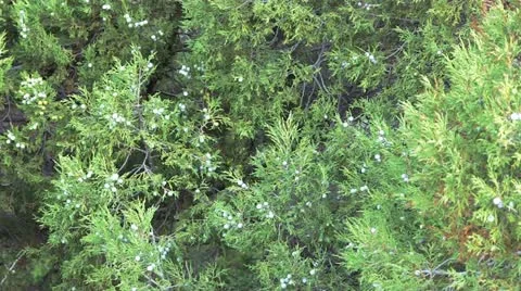 Juniper (Juniperus communis), Female Berry Fruits (Cones) Stock Footage 18194009
