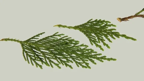 Juniper (Juniperus virginiana) branch Video stock 83235354