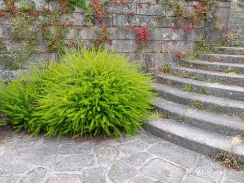 Juniper-leaf grevillea or prickly spider-flower decorative shrubs near stone Stock Photos