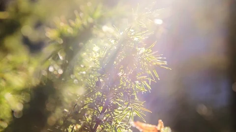Juniper with light rays 1080p Slow Motion Stock Footage 129249139
